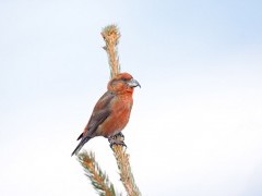 Parrot crossbill