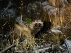 Racoon dog in Estonia.