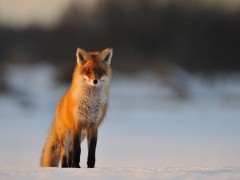 Red fox in Estonia