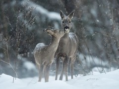 Roe deer in Estonia