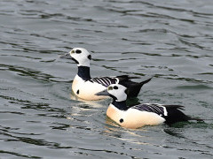 Steller's eider.