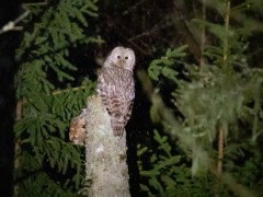 Ural owl in Estonia.