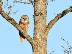 Ural owl.