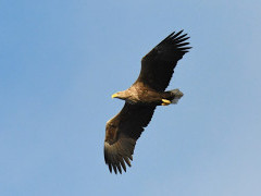 White-tailed eagle.