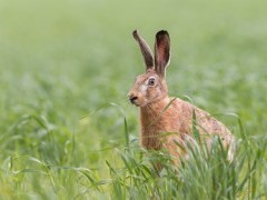 European brown hare