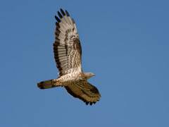European honey buzzard