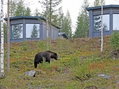 European brown bear outside the Bear Centre Luxury Cabins in Kainuu, Finland.