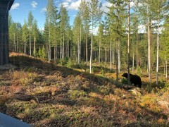 European brown bear from the window at Bear Centre Luxury Cabins in Kainuu, Finland.