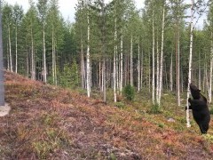 European brown bear from Bear Centre Luxury Cabins in Kainuu, Finland