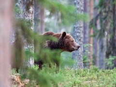Brown bear in Finland.