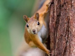 Red squirrel in Finland.