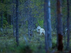 Grey wolf in Finland.