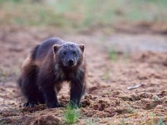 Wolverine in Finland.