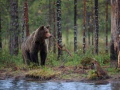 Brown bear in Finland.