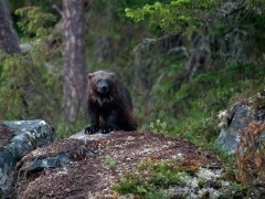 Wolverine in Finland.