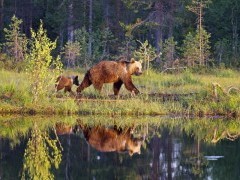 Brown bear in Finland.