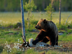 Brown bear in Finland.