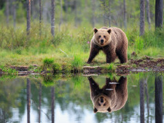 Brown bear in Finland.
