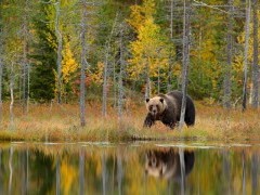 European brown bear in Finland