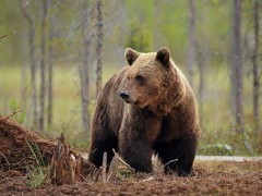 European brown bear in Finland.