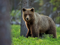 Brown bear in Finland.