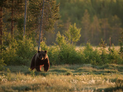 Brown bear in Finland.