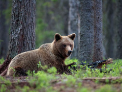 Brown bear in Finland.