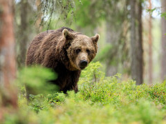 Brown bear in Finland.