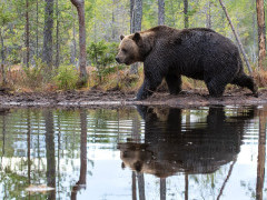 Brown bear in Finland.