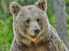 Brown bear in Finland.