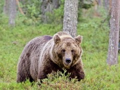 Brown bear in Finland.