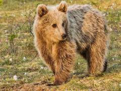 Brown bear in Finland.