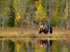 Brown bear in Finland