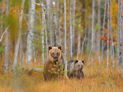 Brown bear in Finland
