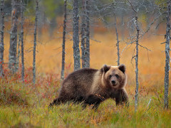 Brown bear in Finland