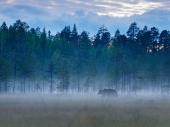 European brown bear in Finland