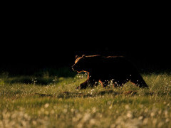Brown bear in Finland.