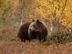 Brown bear in Finland.
