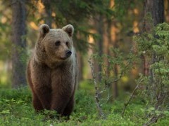 Brown bear in Finland.