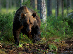 Brown bear in Finland.