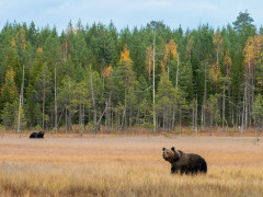 Brown bear in Finland.
