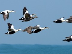 Eider ducks in Finland