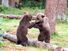 Brown bear in Finland.