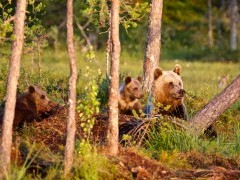 Brown bear in Finland.