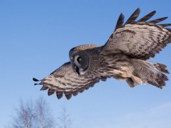 Great grey owl in Finland