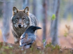 Grey wolf & raven in Finland.