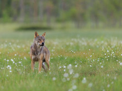 Grey wolf in Finland.