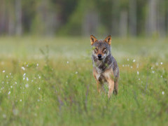 Grey wolf in Finland.