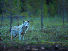 Grey wolf in Finland.