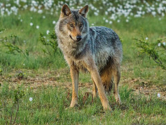 Grey wolf in Finland.